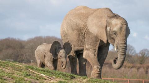 Adult African elephant Manzi walks across a grassy slope while younger elephant Oku follows closely behind. Trees and open parkland can be seen in the background.