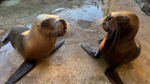 Two sea lions look at each other as they rest in a zoo enclosure. They are both a grey and brown colour with long white whiskers. A puddle of water from a nearby pool for them can be seen behind them. 