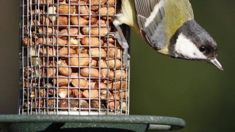 Great tit at bird feeder