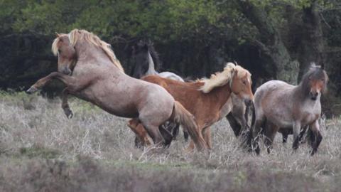 Four horses all brown in colour one to the left rearing up with dense woodland behind them.