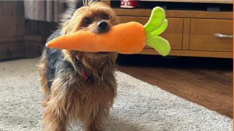 Pip the Yorkshire Terrier with a foam carrot in its mouth