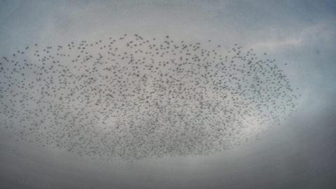 Starlings flying above Redditch.