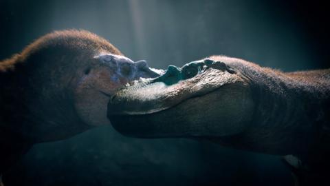 Two Albertosaurus nuzzle their snouts together