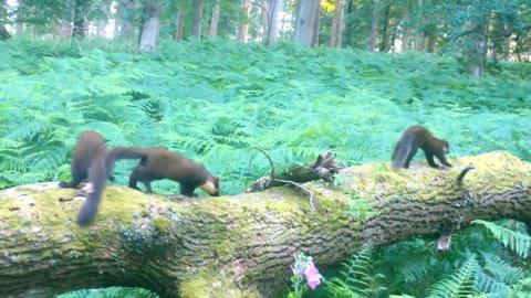 Pine martens run on a log in the New Forest