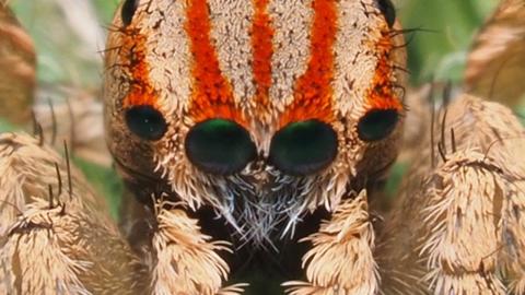 Maratus azureus