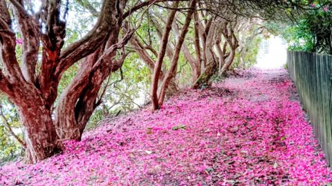 pink petals on a forest path