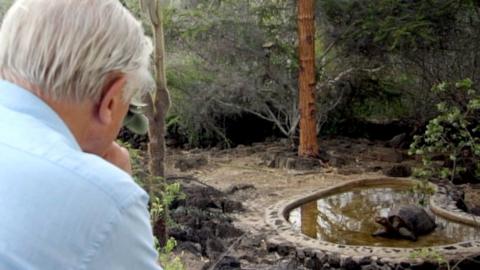 Sir David Attenborough, with his back to the camera, and chin sitting on fist, observes the tortoise Lonesome George over to the right in a shallow pool of water in a heart shape.  There is bushes and trees around the tortoise.  Attenborough is wearing a sky blue shirt.