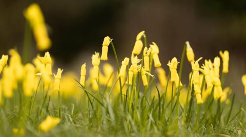Narcissus cyclamineus flowers, which are yellow. The background is blurred.