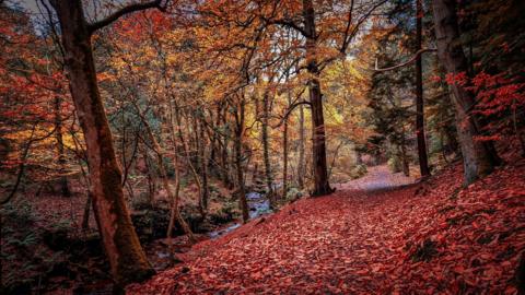 Woodland path with colourful autumnal leaves on the ground