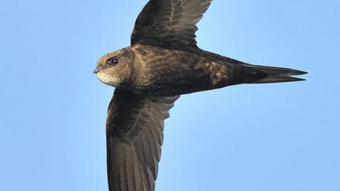 A swift in flight