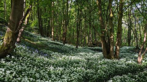 A carpet of white flowers on the ground in a wood