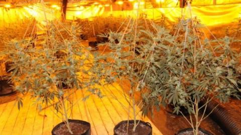 Lots of cannabis plants in pots lit by yellow lights