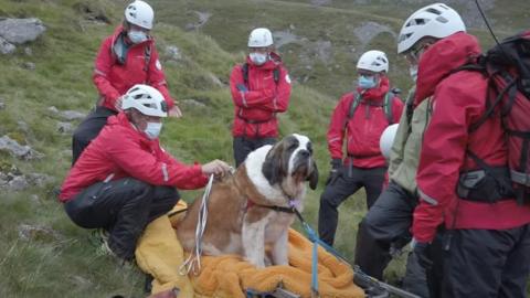 Daisy on a stretcher surrounded by rescuers