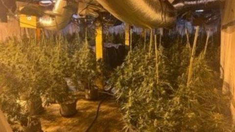 Cannabis grow in Hanley