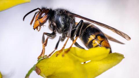 A close-up of an Asian hornet sitting on a yellow petal. It has an orange face, large brown eyes, yellow legs and a black abdomen with yellow stripe.
