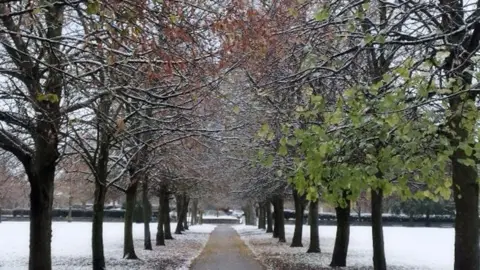 A snow-covered avenue of trees