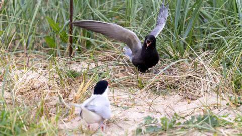 Black tern lands on a beach