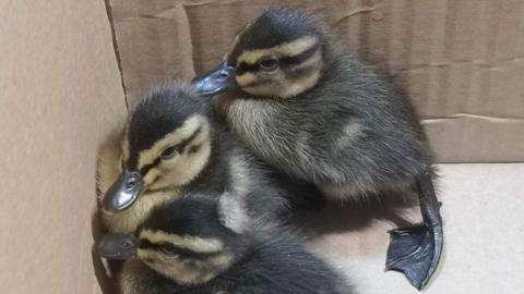 Ducklings