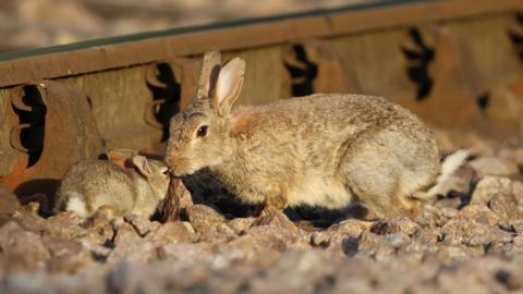 A brown mother rabbit snuggling with a baby rabbit. They are sitting on rocks and appear to be next to a metal railway track.