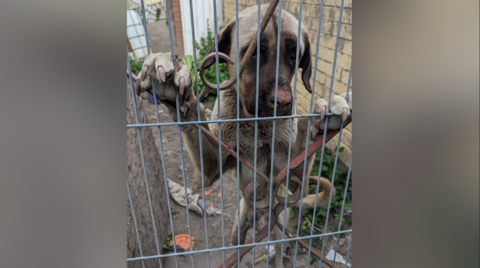 An underweight tan-coloured dog with a darker face stands on its hind legs at a wrought-iron gate covered by a more tightly spaced wire mesh. It is in a narrow alley with walls on both sides, and weeds emerging from a messy bare floor.  