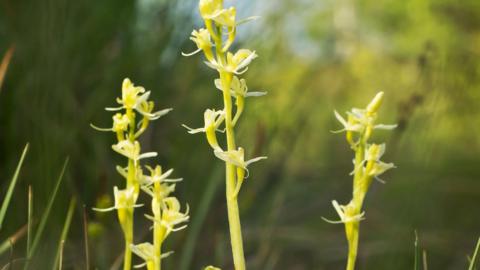 Fen orchid