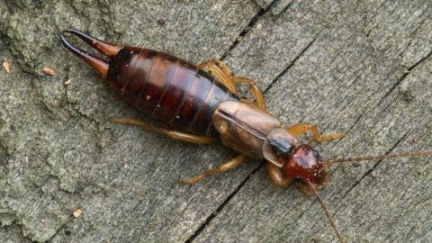 A close-up view of an earwig on a rough wooden surface. The insect has a long, narrow, segmented body with a dark reddish‑brown coloration on the abdomen and a lighter brown thorax. The abdomen tapers toward the rear, ending in a pair of prominent, curved pincers, which are a distinctive feature of earwigs. The legs are thin, jointed, and yellowish-brown, positioned on either side of the body. The head is small and darker brown, with visible antennae extending forward. The texture of the wooden background is coarse, with visible grain lines and small cracks.