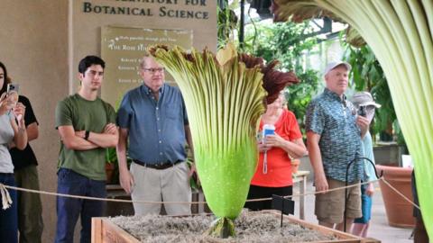 Image of people viewing the blooming corpse flowers.