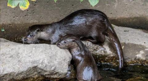 A pair of otter cubs crawl onto a rock. Their fur is wet and is shiny with the slick of the river water.