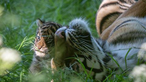 A tiger cub with its mother lying next to it on a field of grass.