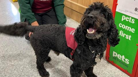 Beck, a black Cockapoo dog wearing a red harness with the Hearing Dogs for Deaf People charity logo on it, looks up at the camera. 