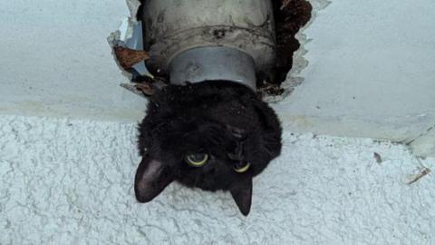 A black cat's head is sticking out of a pipe in a garage in Clevedon. Around the pipe is white plasterwork of the walls and ceiling