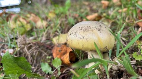 A death cap mushroom in the ground