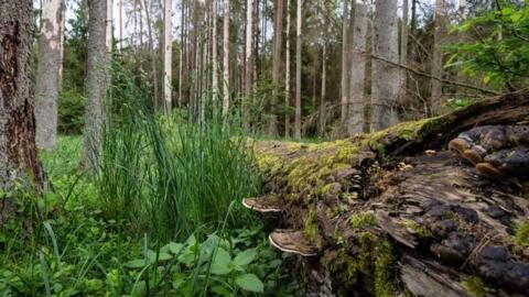 Bialowieza Forest