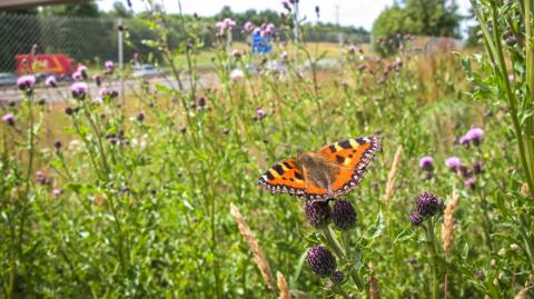 Small Tortoiseshell butterfly in a field of flowers by a road. A vehicle could be seen behind the steel chain link fence.