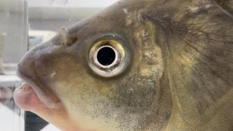 The head of a carp. The left side of the fish can be seen side-on. The top of its head in grey and bottom half of its mouth pink. It eye is black and ringed with white and grey.