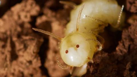 The backside of a maggot that resembles a termite.