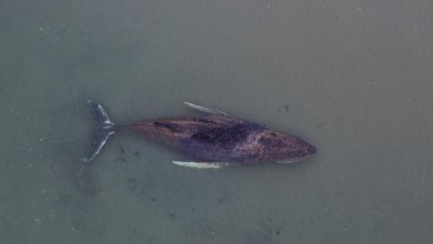 A whale (file pic)