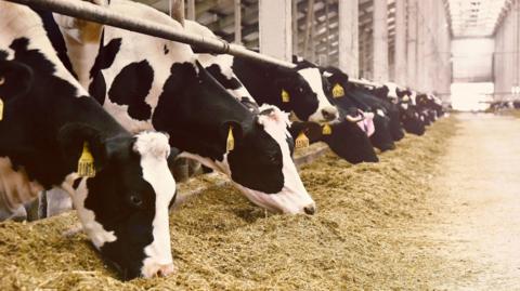 A stock image of cows eating food in a shed at a farm. They are black and white and have yellow tags on their ears