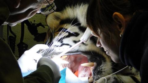 Dr Peter Kertesz and a colleague work on the teeth of sedated Budi