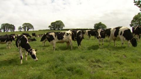 Cows on dairy farm