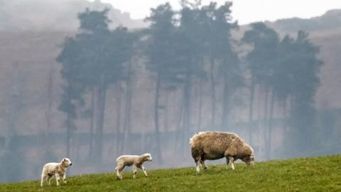 A sheep with lambs on a farm in the Yorkshire Dales