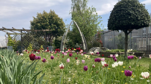 An archway made of the jawbones of a whale stands in a garden. There are purple, pink, yellow and white Tulips in front of the archway. Trees are behind the bones which have steel supports to keep them standing. There is a wooden pergola to the left of the arch. 