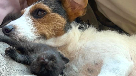 Jack Russell cuddling kittens