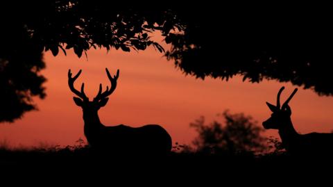 Two deer are stood under leafy branches as the sun is rising, painting an orange sky behind them. There are bushes and grass in the background also.