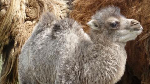A pale grey fluffy baby camel seen from side on, with its brown shaggy haired mother behind. He has a small hump and tufty ears