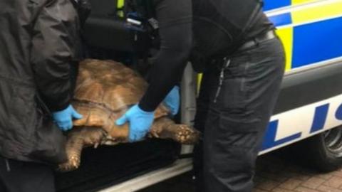 Tortoise being put in police van