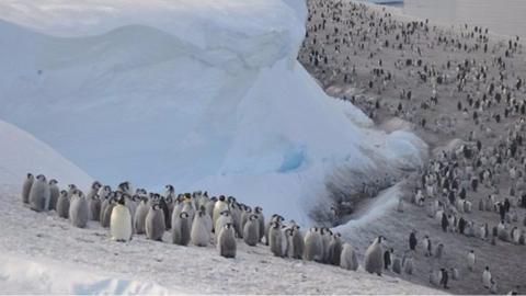 Colony of emperor penguins