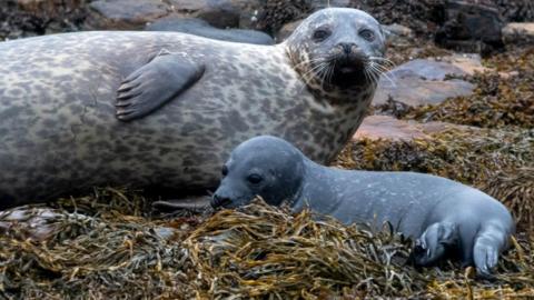 Mother harbour seal and pup