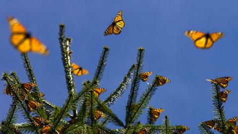 Monarch butterflies in the Oyamel forest at El Rosario sanctuary , Mexico