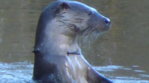 Otter with cable tie